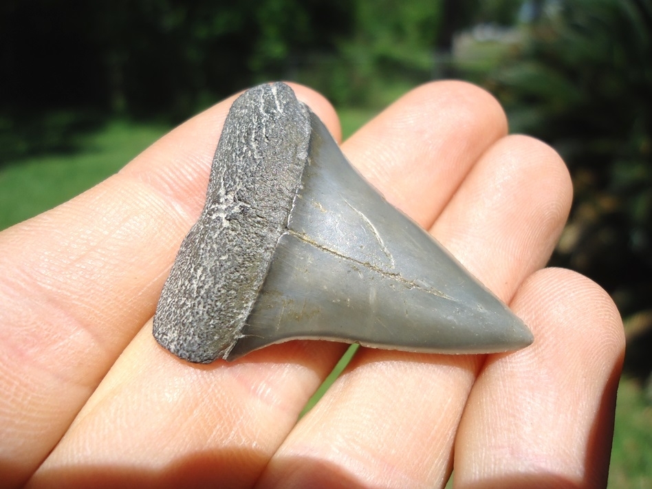 Large image 2 Fine Little Hastalis Shark Tooth