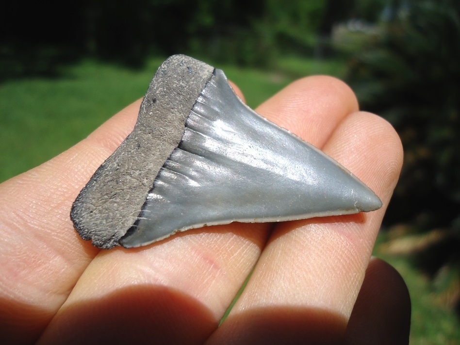 Large image 3 Fine Little Hastalis Shark Tooth