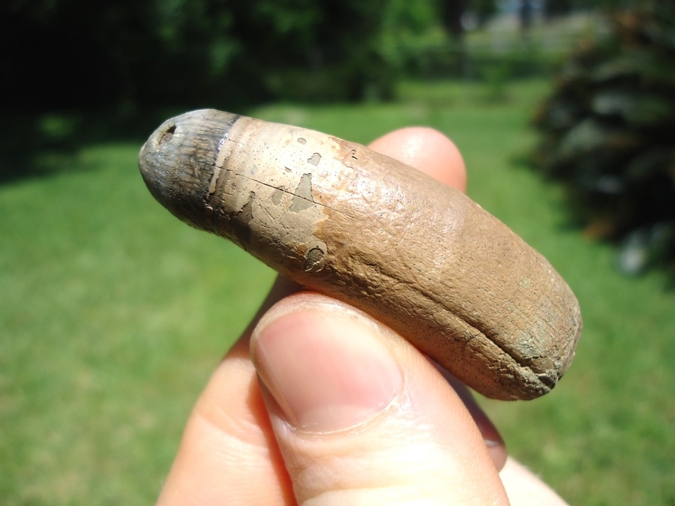 Large image 4 Incredible Fully Rooted Alligator Tooth