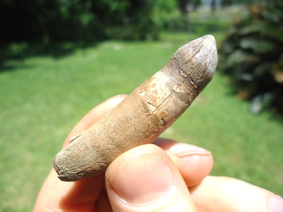 Large image 3 Incredible Fully Rooted Alligator Tooth