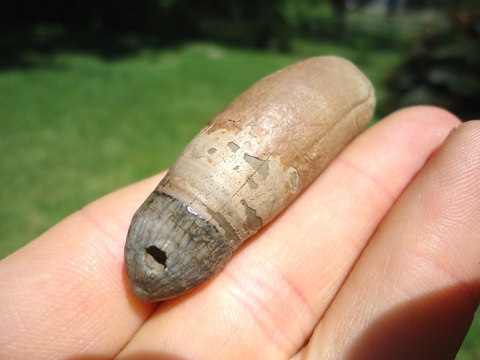 Large image 1 Incredible Fully Rooted Alligator Tooth