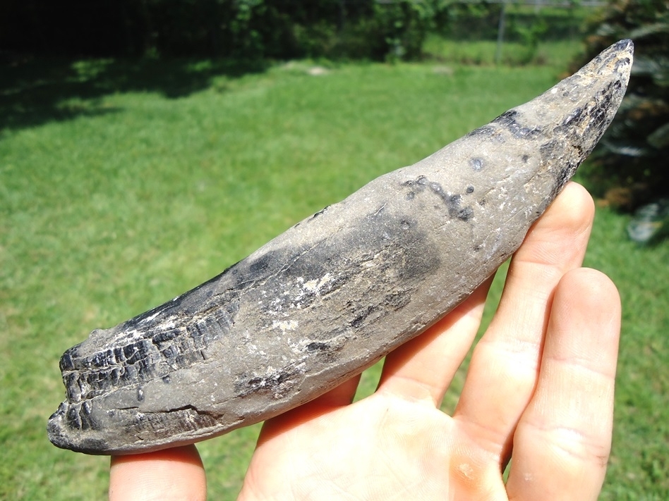 Large image 4 Monstrous 6 7/8' Sperm Whale Tooth