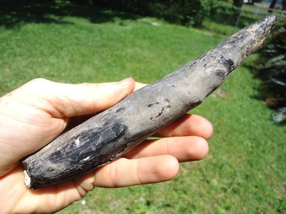 Large image 5 Monstrous 6 7/8' Sperm Whale Tooth