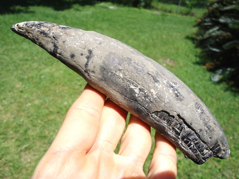 Large image 1 Monstrous 6 7/8' Sperm Whale Tooth