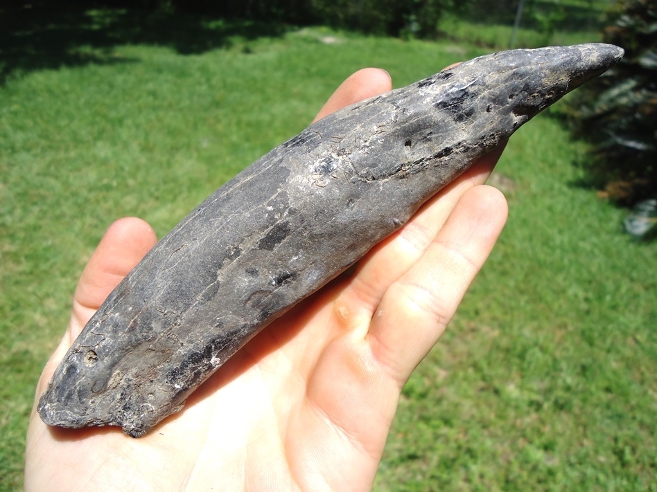 Large image 3 Monstrous 6 7/8' Sperm Whale Tooth