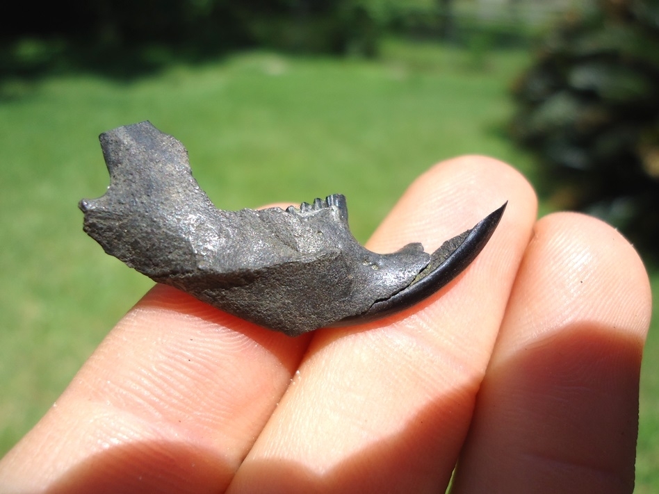 Large image 1 Uncommon Round Tail Muskrat Mandible