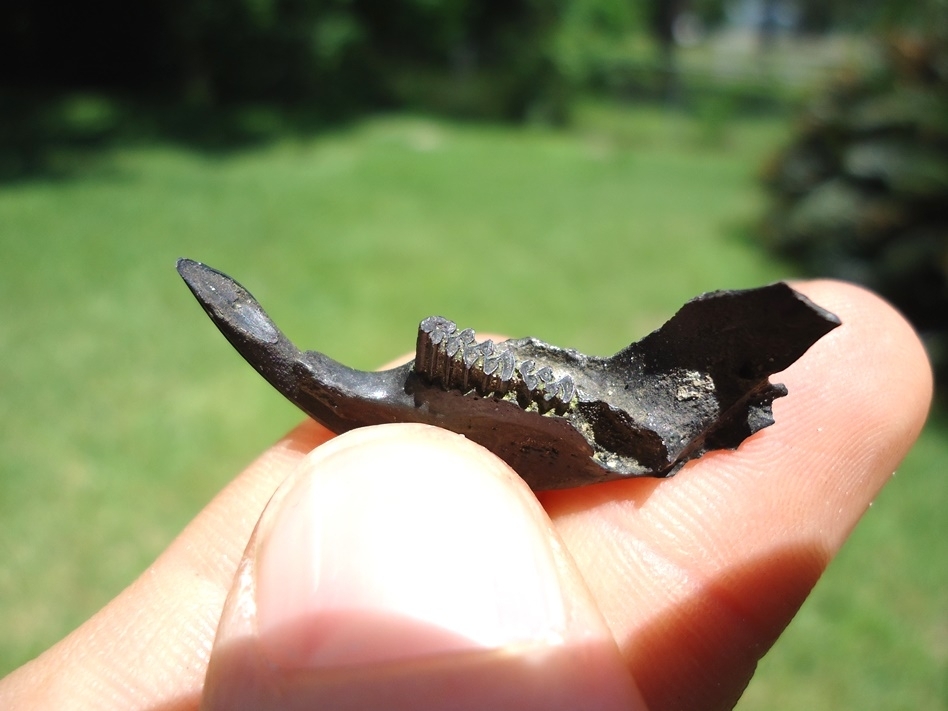 Large image 2 Uncommon Round Tail Muskrat Mandible