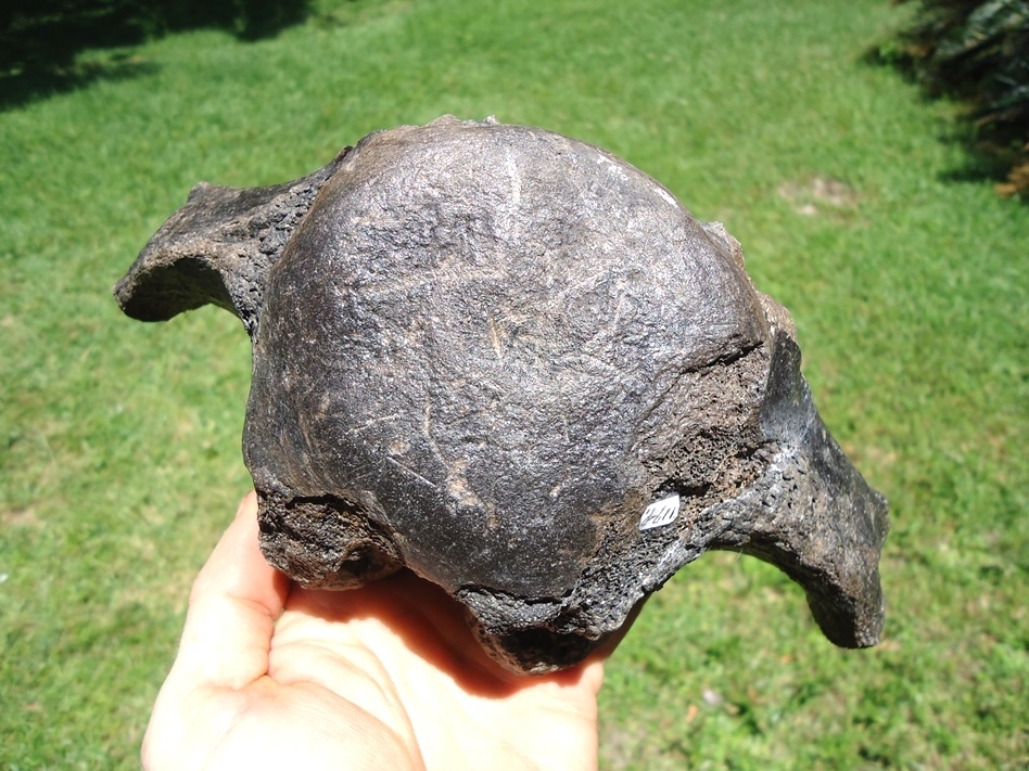 Large image 1 Beyond Rare Massive Giant Ground Sloth Vertebra