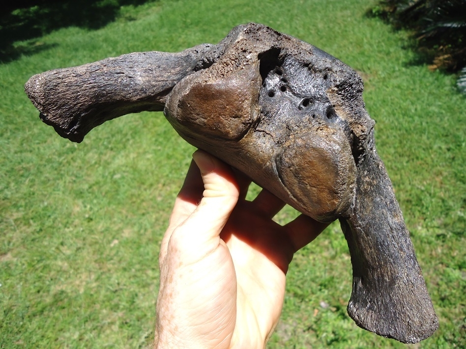 Large image 2 Beyond Rare Massive Giant Ground Sloth Vertebra