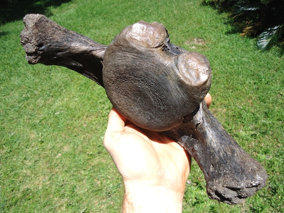 Large image 3 Beyond Rare Massive Giant Ground Sloth Vertebra