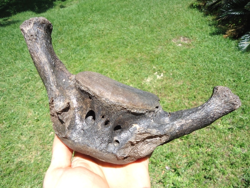 Large image 4 Beyond Rare Massive Giant Ground Sloth Vertebra