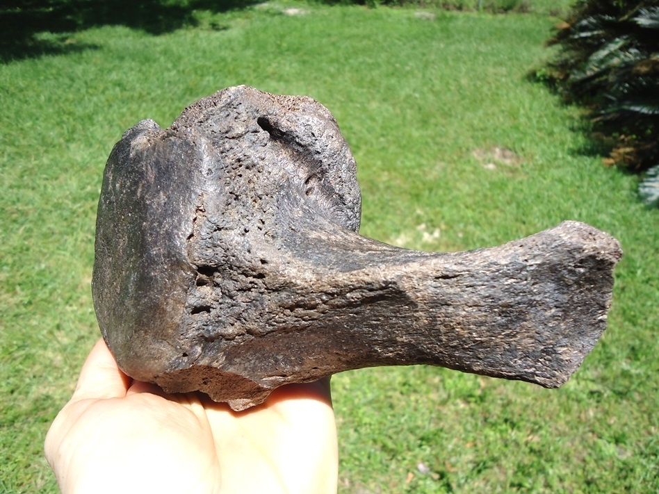 Large image 5 Beyond Rare Massive Giant Ground Sloth Vertebra