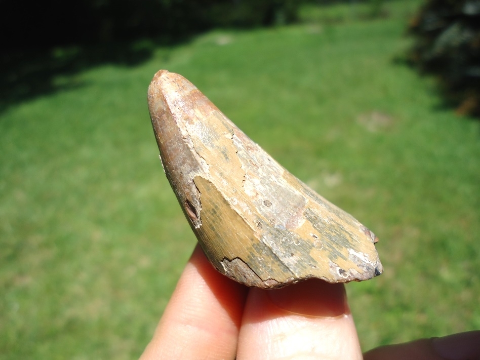 Large image 1 Massive Bone Valley Alligator Tooth