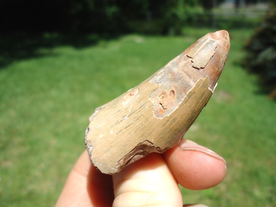 Large image 2 Massive Bone Valley Alligator Tooth