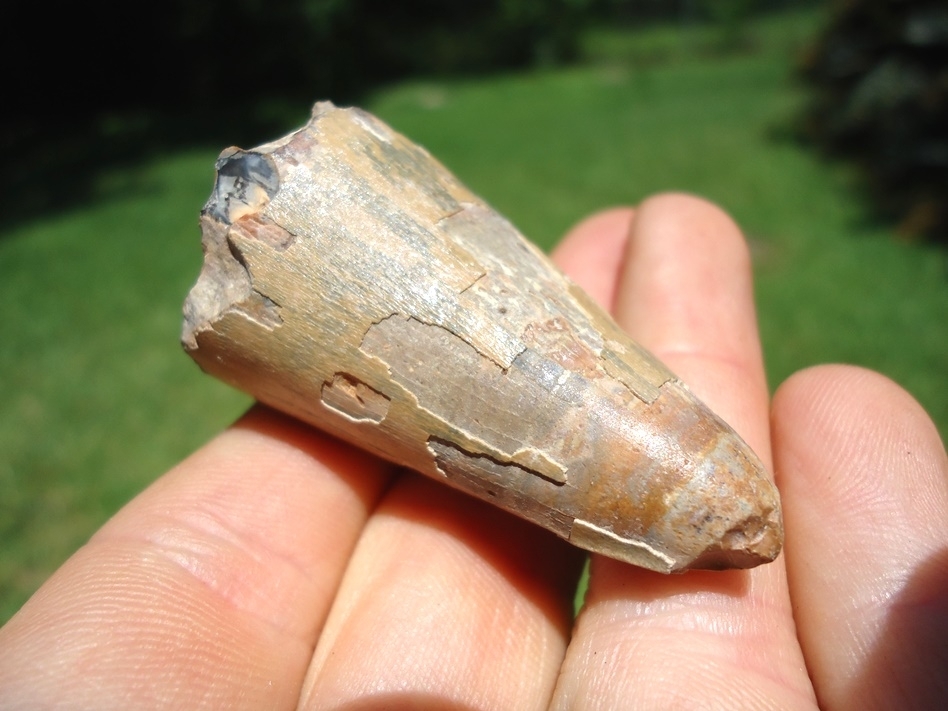 Large image 3 Massive Bone Valley Alligator Tooth