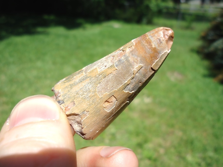 Large image 4 Massive Bone Valley Alligator Tooth