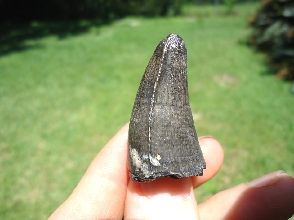 Large image 1 Large High Quality Alligator Tooth from Bone Valley