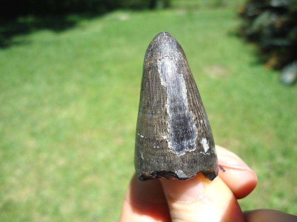 Large image 2 Large High Quality Alligator Tooth from Bone Valley