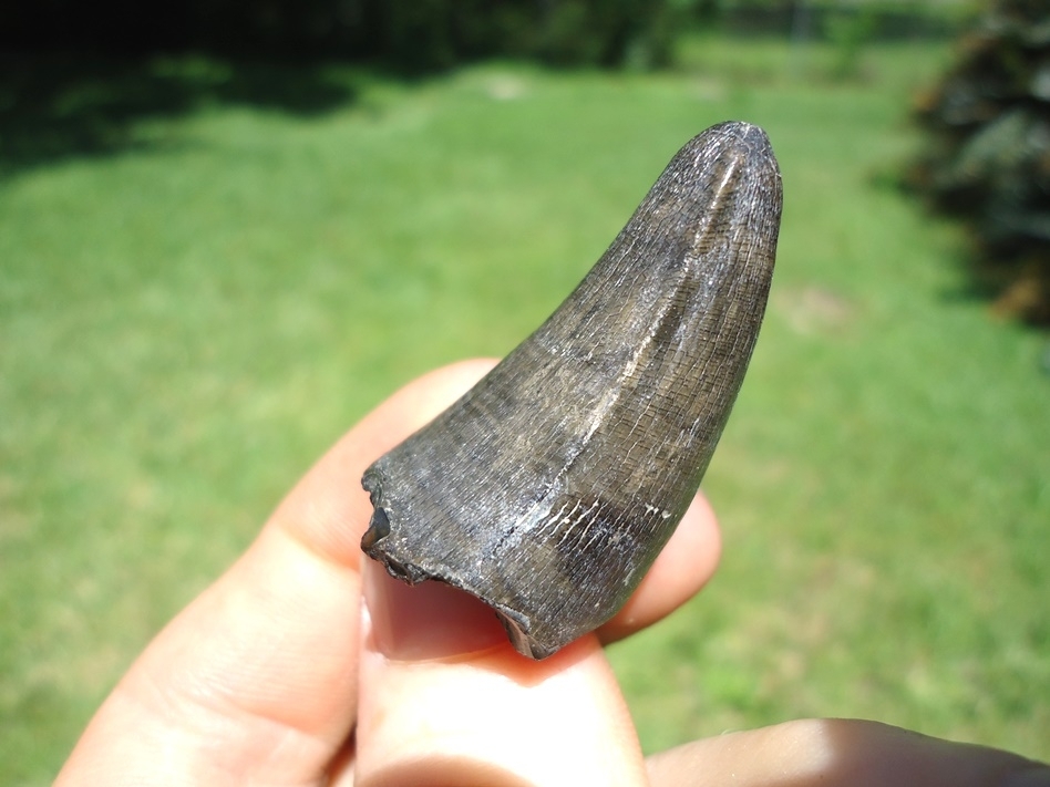 Large image 3 Large High Quality Alligator Tooth from Bone Valley