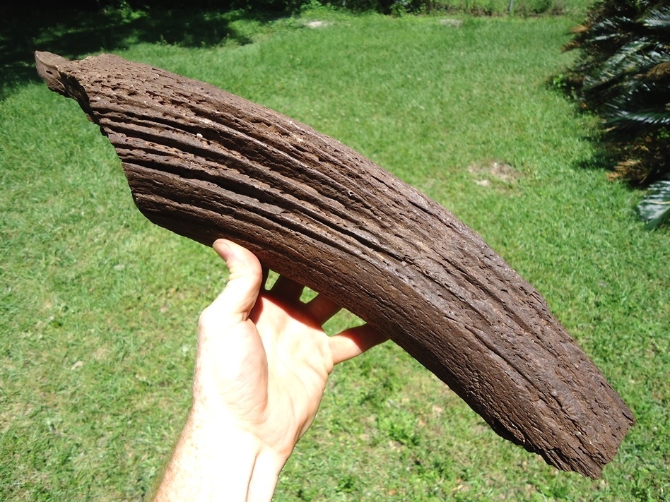 Large image 8 Beyond Rare Bison latifrons Horn Core