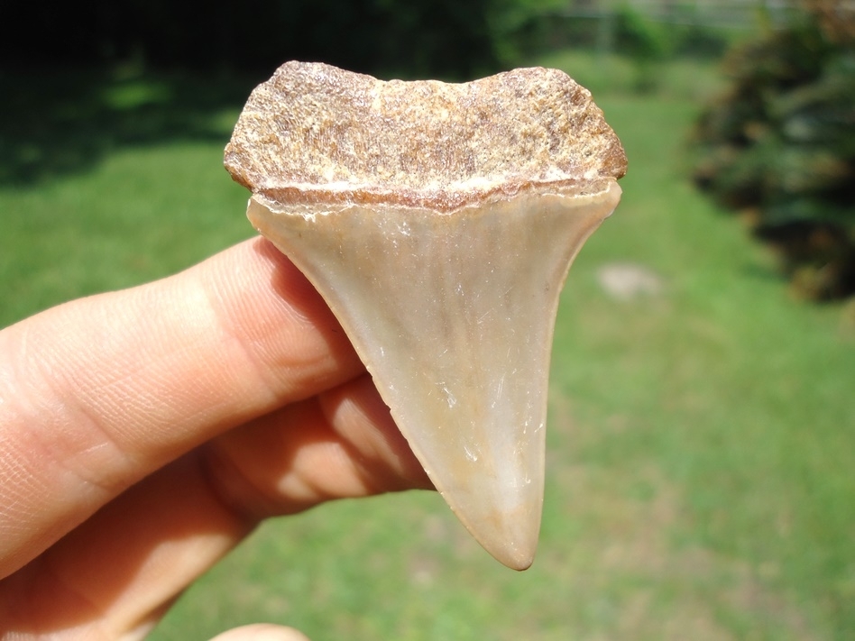 Large image 1 Beautiful Blonde Hastalis Shark Tooth