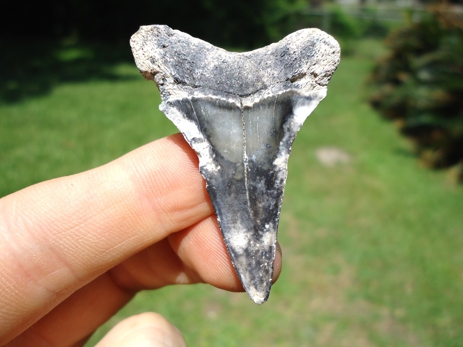 Large image 1 Awesome Mottled Hastalis Shark Tooth