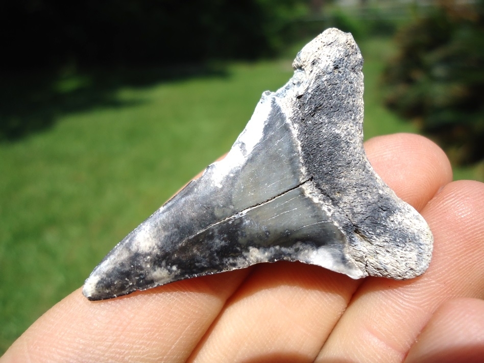 Large image 3 Awesome Mottled Hastalis Shark Tooth