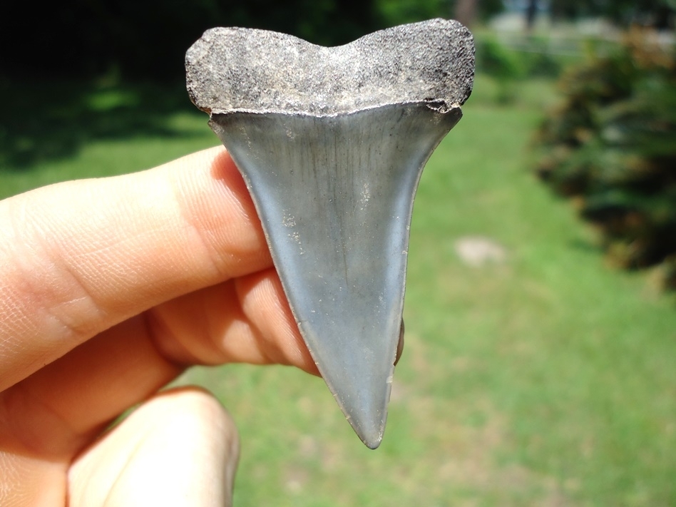Large image 1 Quality Hastalis Shark Tooth