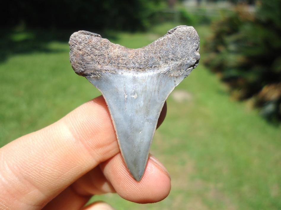 Large image 1 Nice Lower Jaw Hastalis Shark Tooth