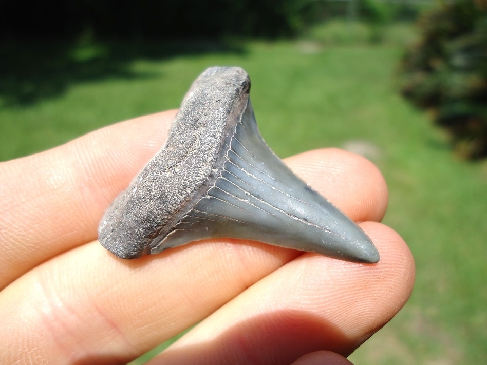 Large image 2 Nice Lower Jaw Hastalis Shark Tooth