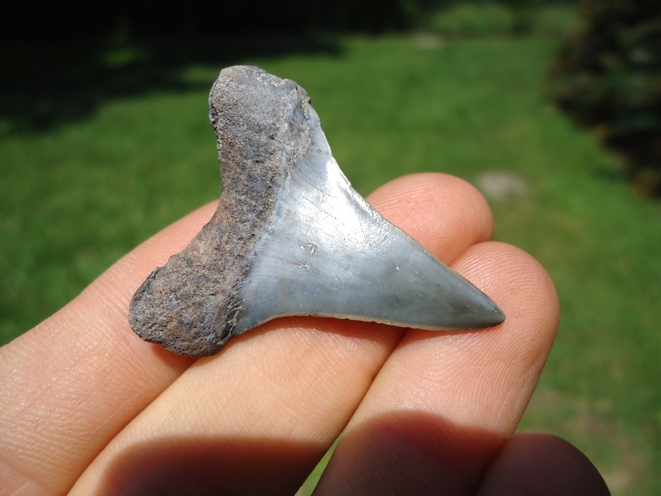 Large image 3 Nice Lower Jaw Hastalis Shark Tooth