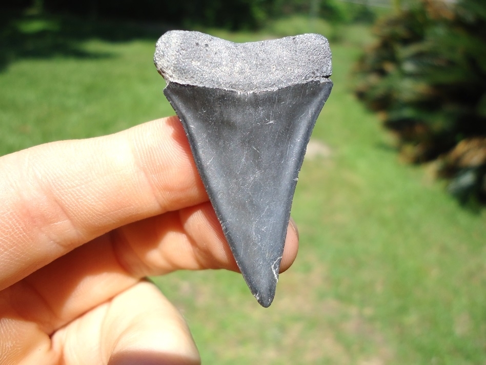 Large image 1 Top Quality Hastalis Shark Tooth