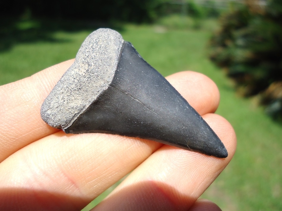 Large image 2 Top Quality Hastalis Shark Tooth