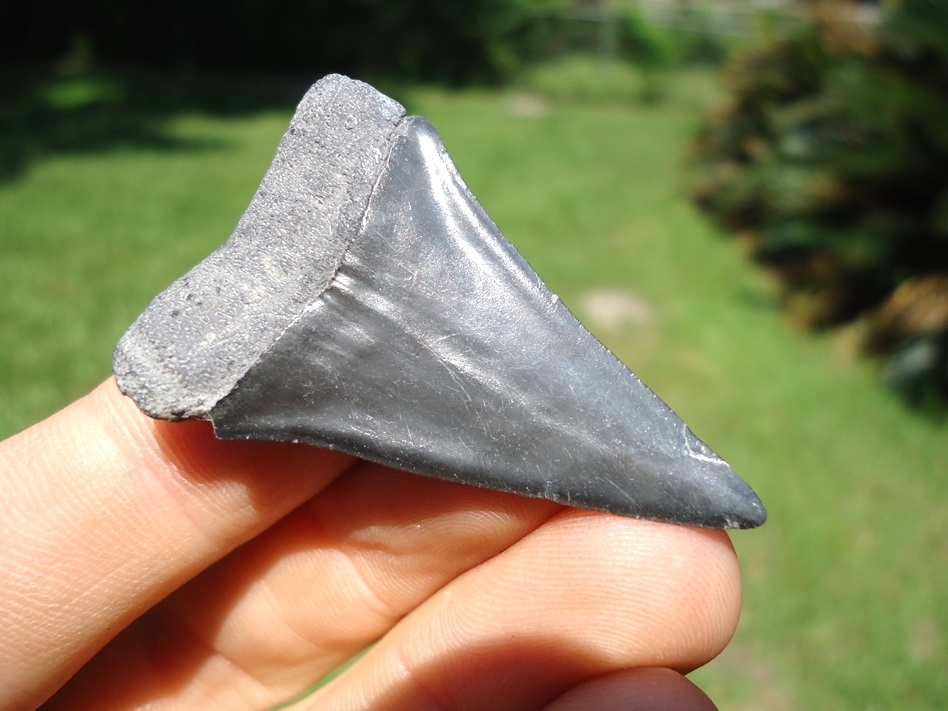 Large image 3 Top Quality Hastalis Shark Tooth