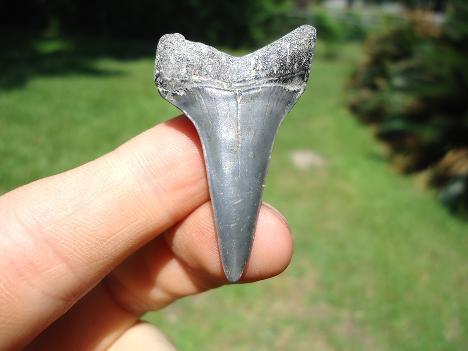 Large image 1 Awesome Lower Jaw Hastalis Shark Tooth