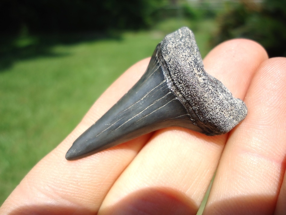 Large image 2 Awesome Lower Jaw Hastalis Shark Tooth