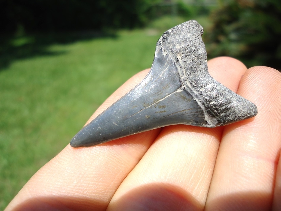 Large image 3 Awesome Lower Jaw Hastalis Shark Tooth