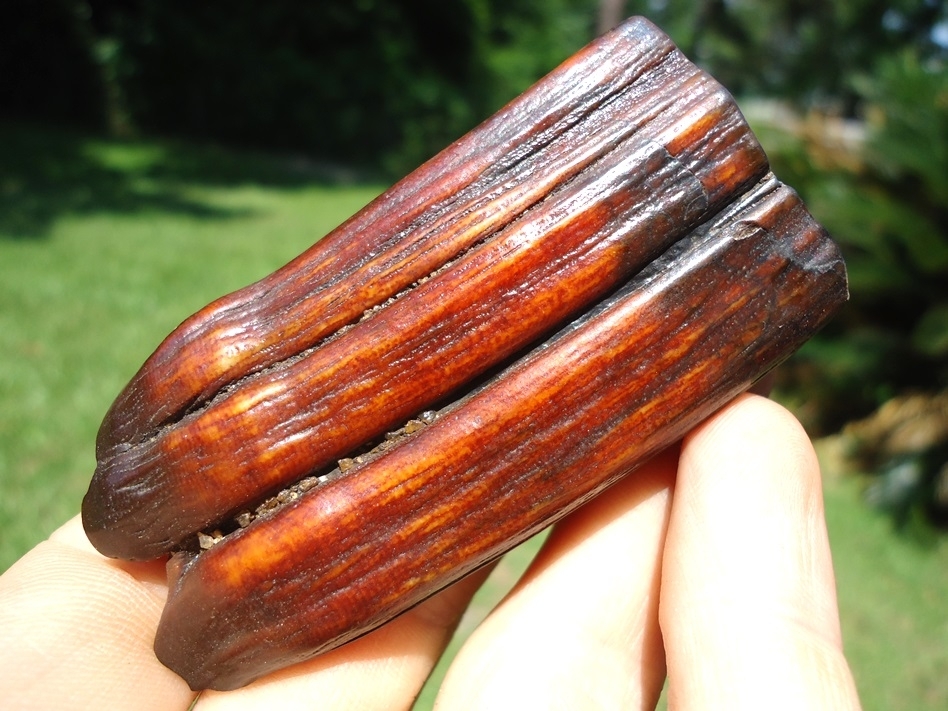 Large image 3 Stunning Ruby Red Horse Tooth