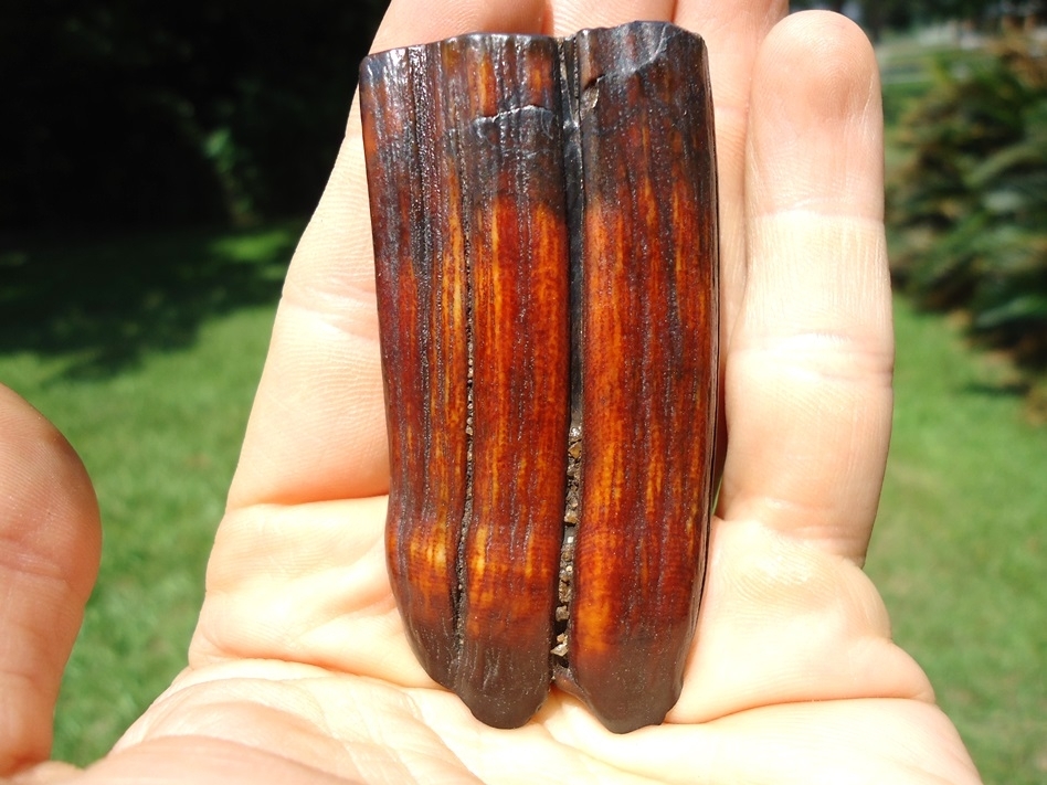 Large image 4 Stunning Ruby Red Horse Tooth