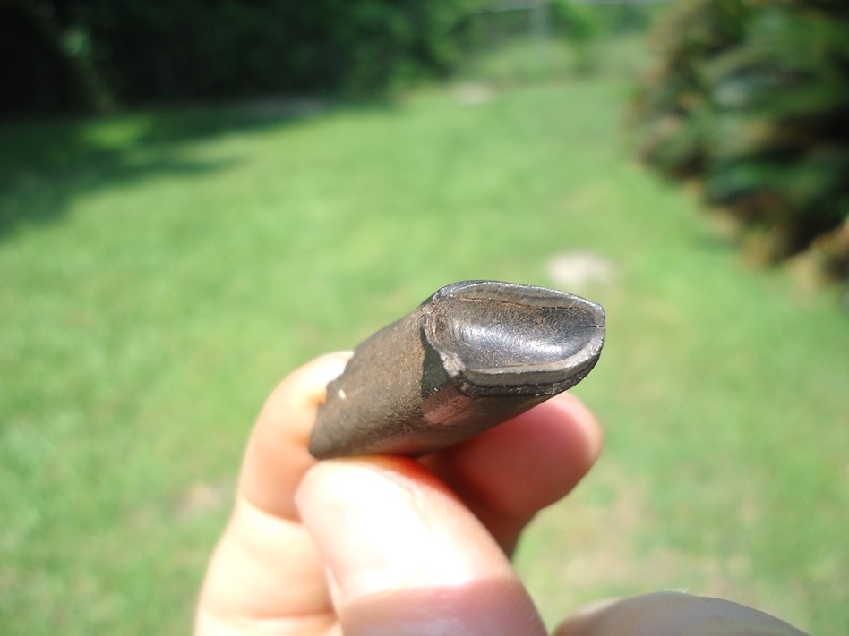 Large image 2 Choice Juvenile Sloth Tooth