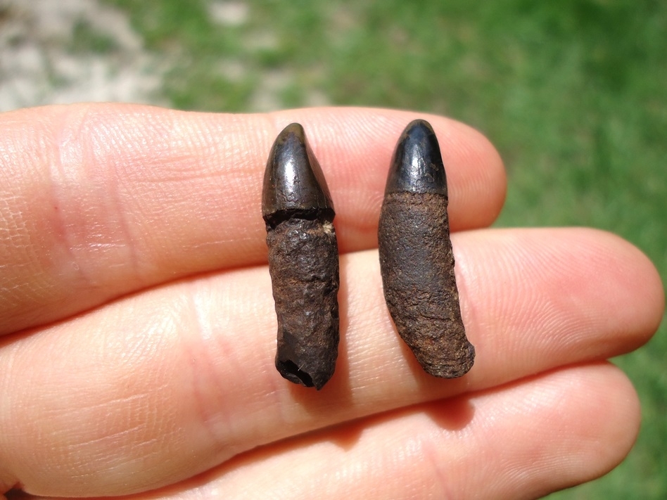 Large image 1 Two Rare Florida Dolphin Teeth