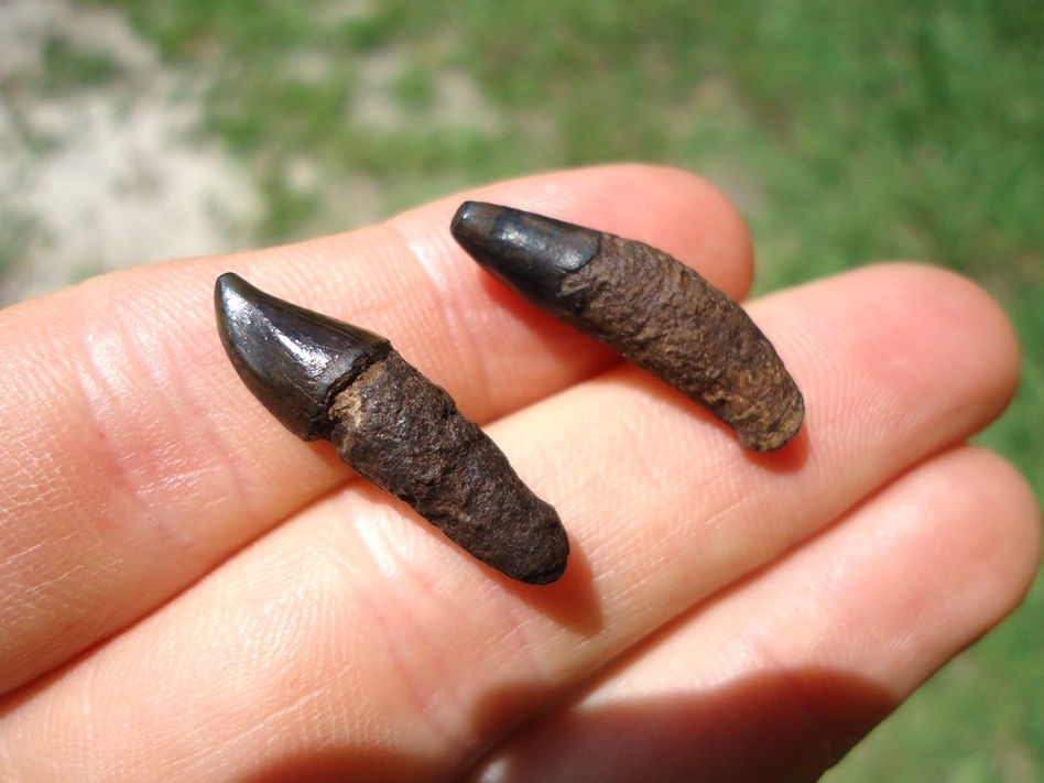 Large image 2 Two Rare Florida Dolphin Teeth