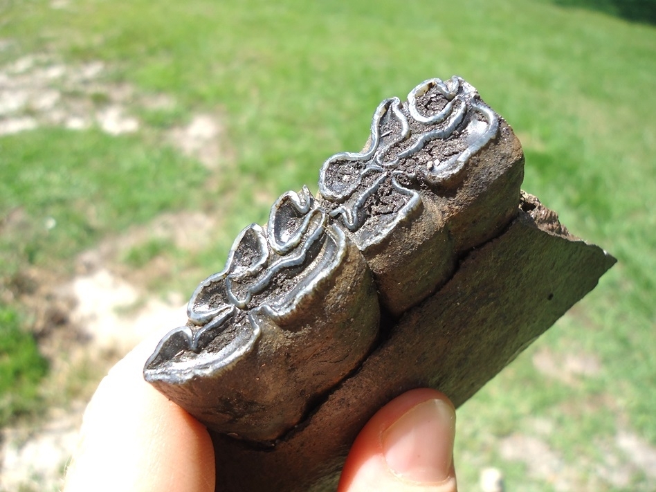 Large image 2 Section of Horse Mandible with Two Teeth Intact