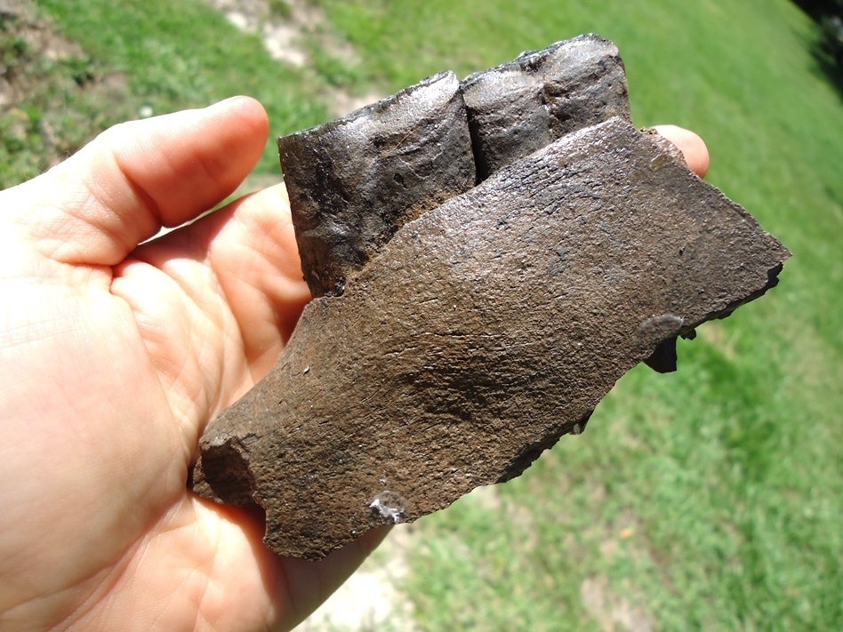 Large image 3 Section of Horse Mandible with Two Teeth Intact