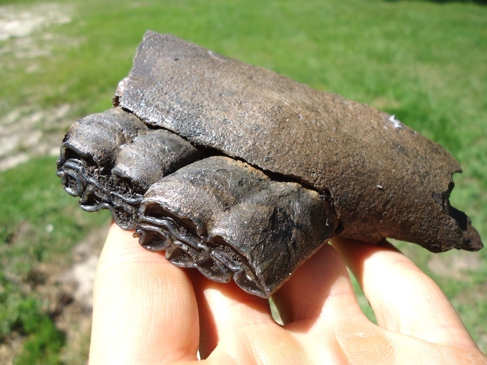 Large image 4 Section of Horse Mandible with Two Teeth Intact