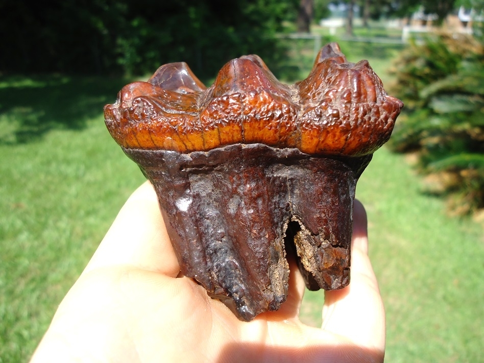 Large image 1 Fiery Colorful Suwannee River Mastodon Tooth