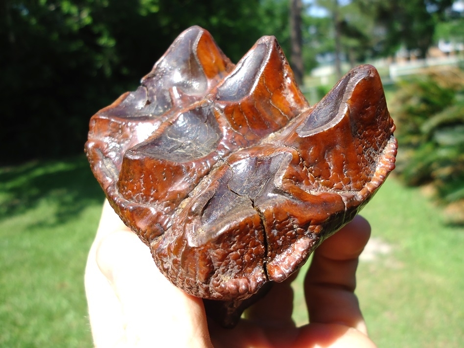 Large image 3 Fiery Colorful Suwannee River Mastodon Tooth