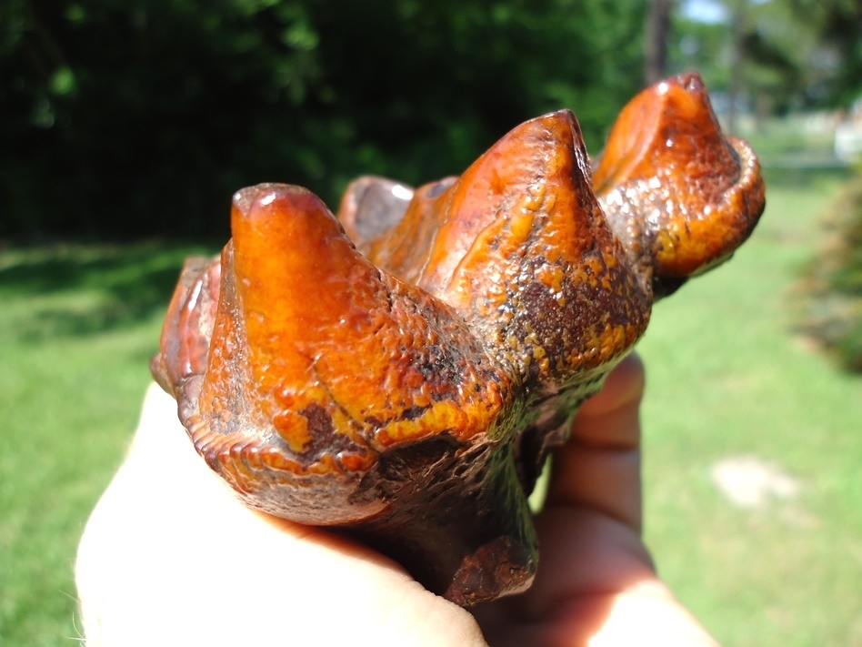 Large image 4 Fiery Colorful Suwannee River Mastodon Tooth