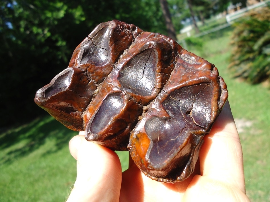 Large image 5 Fiery Colorful Suwannee River Mastodon Tooth