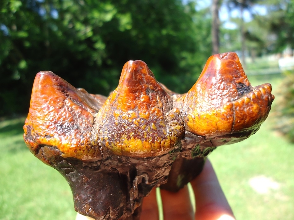 Large image 6 Fiery Colorful Suwannee River Mastodon Tooth